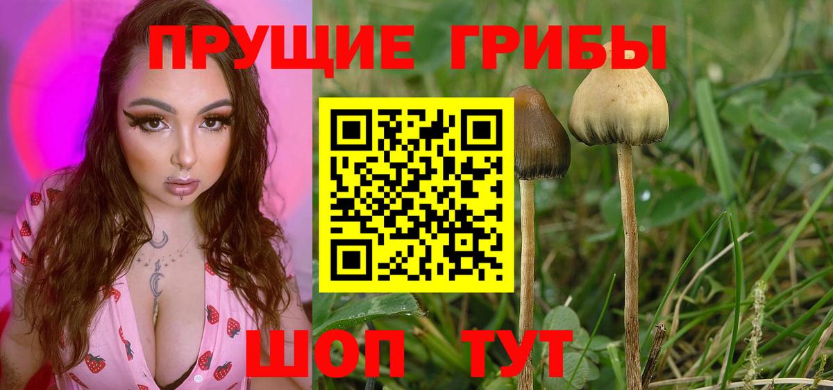Галлюциногенные грибы Cubensis Александров